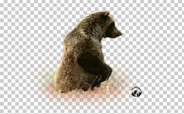 Grizzly Bear Brown Bear Fur Terrestrial Animal PNG, Clipart, Animal, Animals, Bear, Brown Bear, Carnivoran Free PNG Download