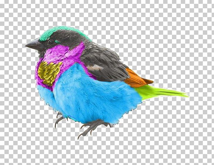 Bird Feather House Sparrow Huawei P10 PNG, Clipart, Beak, Bird, Blue, Blue Birds, Cartoon Free PNG Download