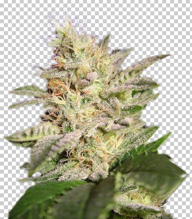 Cannabis Cup Kush Cannabis Cultivation Cannabis Sativa PNG, Clipart, Cannabis, Cannabis Cultivation, Cannabis Cup, Cannabis Sativa, Fem Free PNG Download