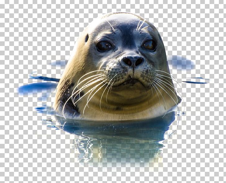 Freemake Video Er PNG, Clipart, Animal, Animals, Download, Earless Seal, Freemake Free PNG Download