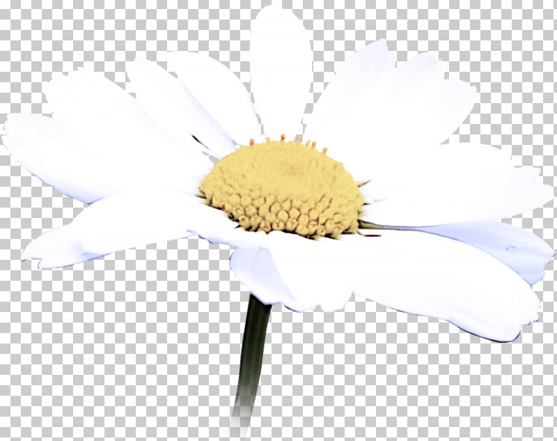 Camomile Flower Mayweed Yellow Chamomile PNG, Clipart, Camomile, Chamomile, Cloud, Cut Flowers, Daisy Family Free PNG Download