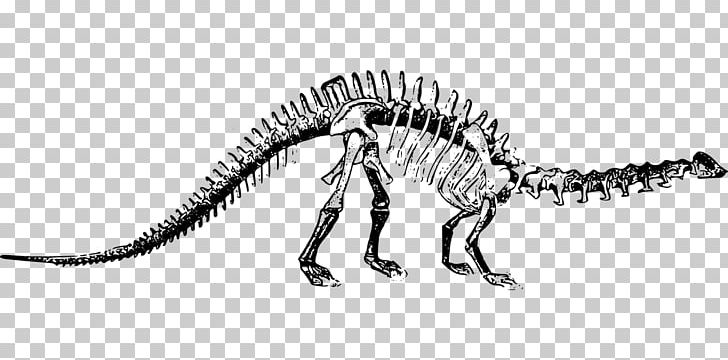Brontosaurus Apatosaurus Tyrannosaurus Stegosaurus Dinosaur Park PNG, Clipart, Allosaurus, Apatosaurus, Black And White, Bone, Bones Free PNG Download