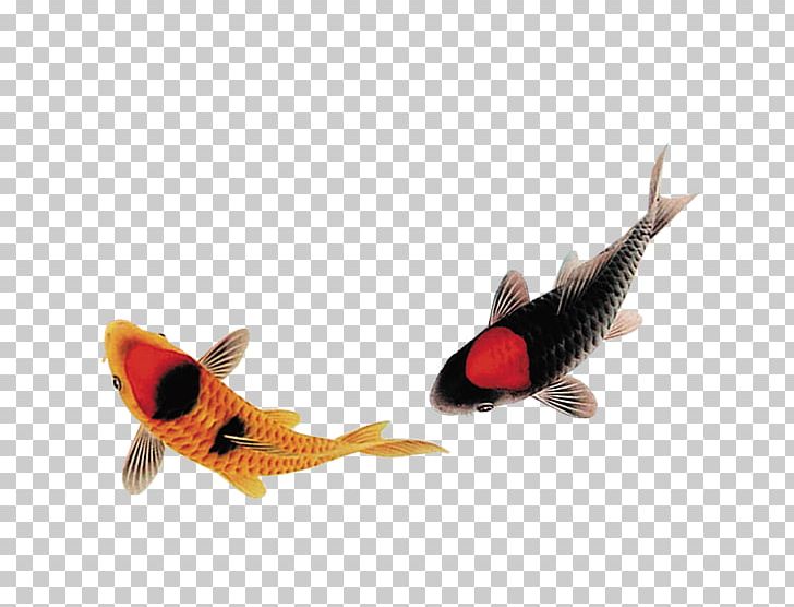 Carassius Auratus Fish PNG, Clipart, Adobe Illustrator, Animals, Black, Black Fish, Blackfish Free PNG Download