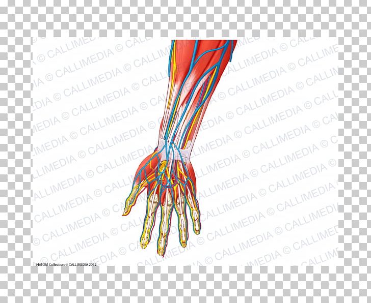 Forearm Human Anatomy Nerve PNG, Clipart, Anatomy, Arm, Basilic Vein, Blood Vessel, Finger Free PNG Download