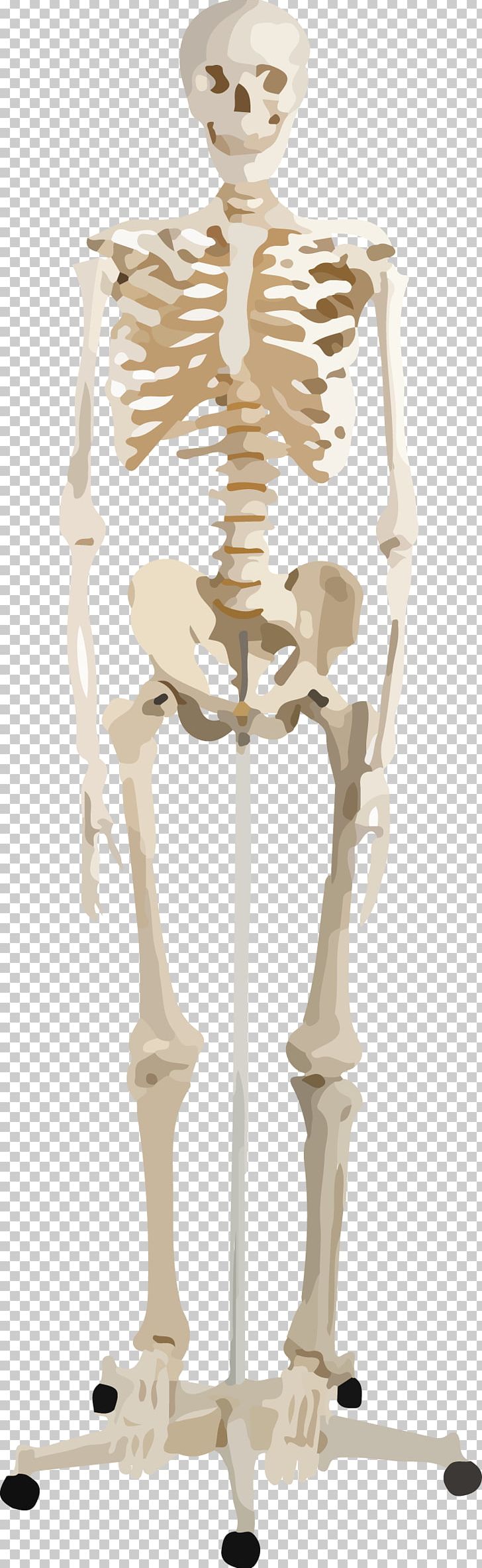 Human Skeleton Human Anatomy Homo Sapiens PNG, Clipart, Anatomy, Axis, Bone, Coccyx, Esqueleto Free PNG Download