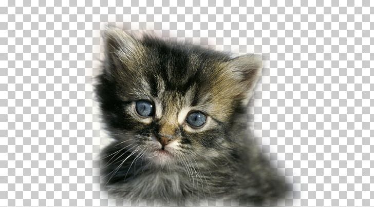 Kitten Asian Semi-longhair British Semi-longhair Ragamuffin Cat Norwegian Forest Cat PNG, Clipart, Animals, Asi, Asian, Asian Semi Longhair, Carnivoran Free PNG Download