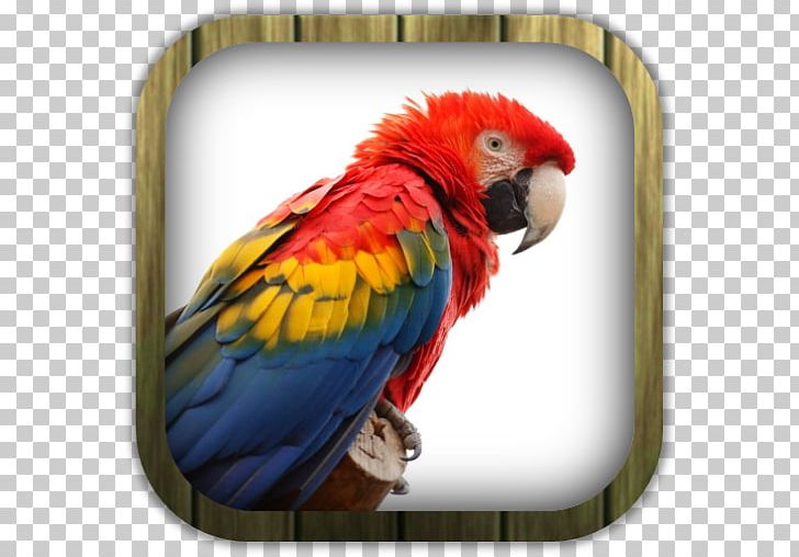 Parrot Bird Scarlet Macaw Blue-and-yellow Macaw Budgerigar PNG, Clipart, Animals, Beak, Bird, Blueandyellow Macaw, Budgerigar Free PNG Download