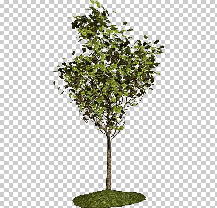 Branch Tree Blog Garden PNG, Clipart, Arama, Arborist, Blog, Branch, Editing Free PNG Download