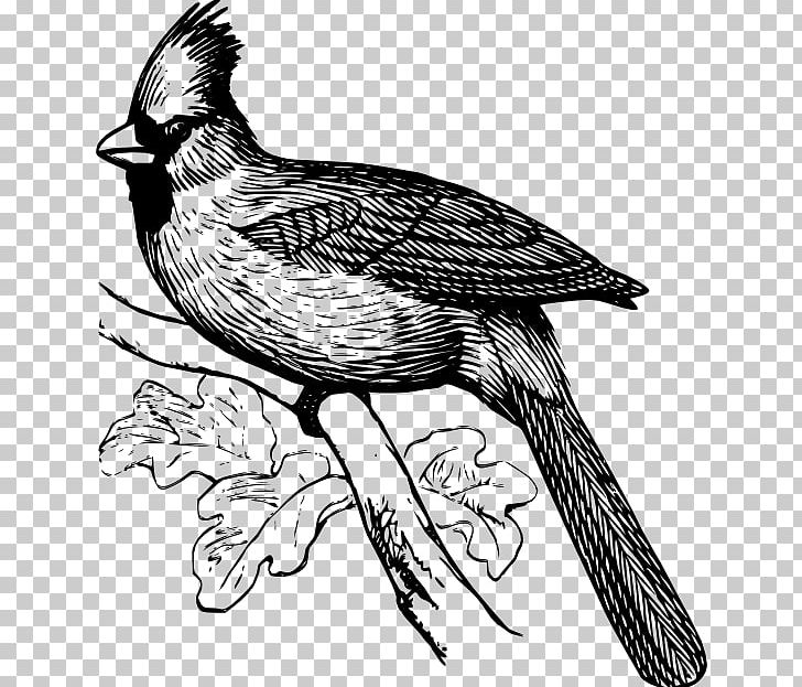 Coloring Book Northern Cardinal Bird PNG, Clipart, Adult, Animal, Animals, Art, Artwork Free PNG Download