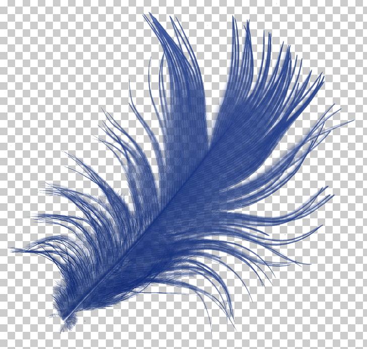 Feather PNG, Clipart, Adobe Illustrator, Animals, Blue, Computer Network, Decoration Free PNG Download