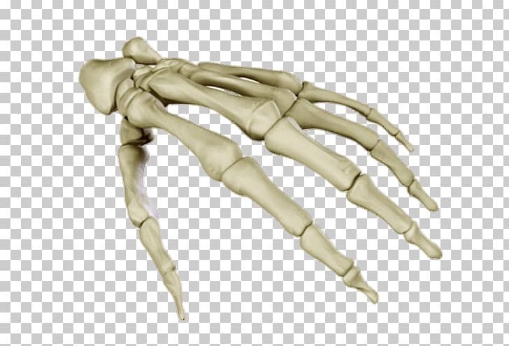 Human Skeleton Anatomy Carpal Bones Human Body PNG, Clipart, 3 D Model, 3d Computer Graphics, 3d Modeling, 3ds, Anatomy Free PNG Download