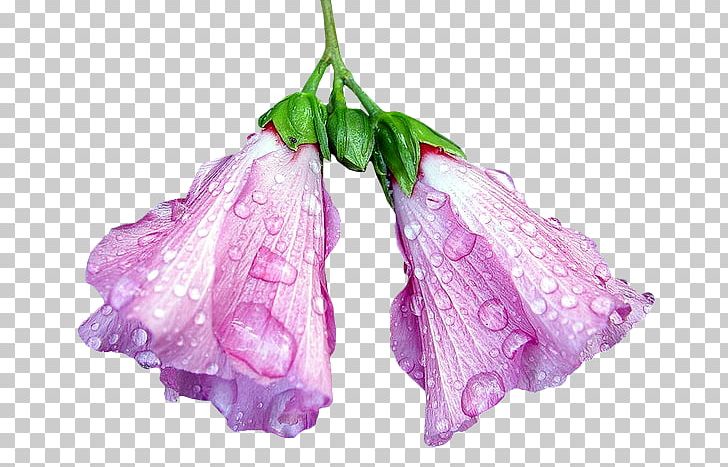 Lilac Violet Magenta Purple Pink PNG, Clipart, Cicek Resimler, Circle, Cut Flowers, Download, Flower Free PNG Download