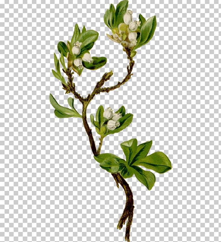 Arctostaphylos Alpina Madrones Stock Photography Flowering Plant PNG, Clipart, Arctostaphylos, Balloon Cartoon, Blossom, Boy Cartoon, Branch Free PNG Download