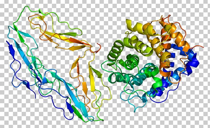 Complement Receptor 2 Complement Component 3 CD19 Molecule PNG, Clipart, Area, B Cell, Cathepsin, Cd19 Molecule, Cd79a Free PNG Download