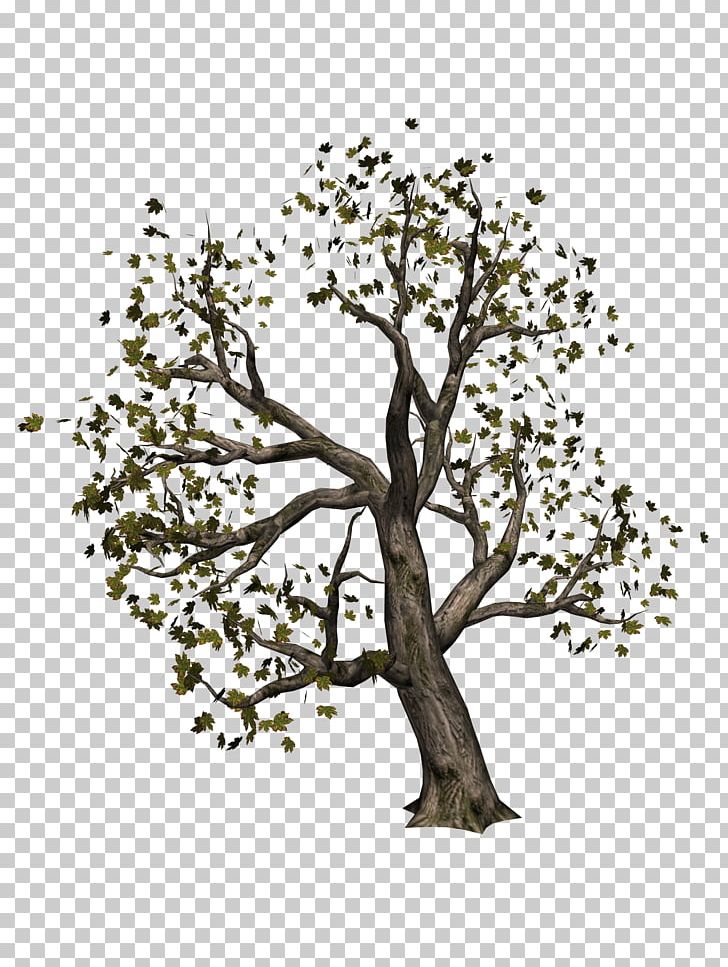 Tree Information PNG, Clipart, 2017, Branch, Diadem, Download, Flora Free PNG Download