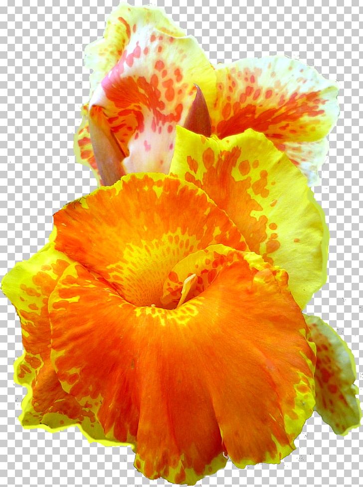 Canna Indica Flower Petal PNG, Clipart, Canna, Cannaceae, Canna Family, Canna Indica, Canna Lily Free PNG Download