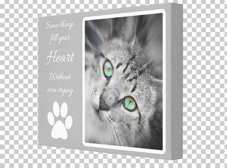 Korat Canvas Whiskers PNG, Clipart, Canvas, Cat, Cat Like Mammal, Collage, Color Free PNG Download