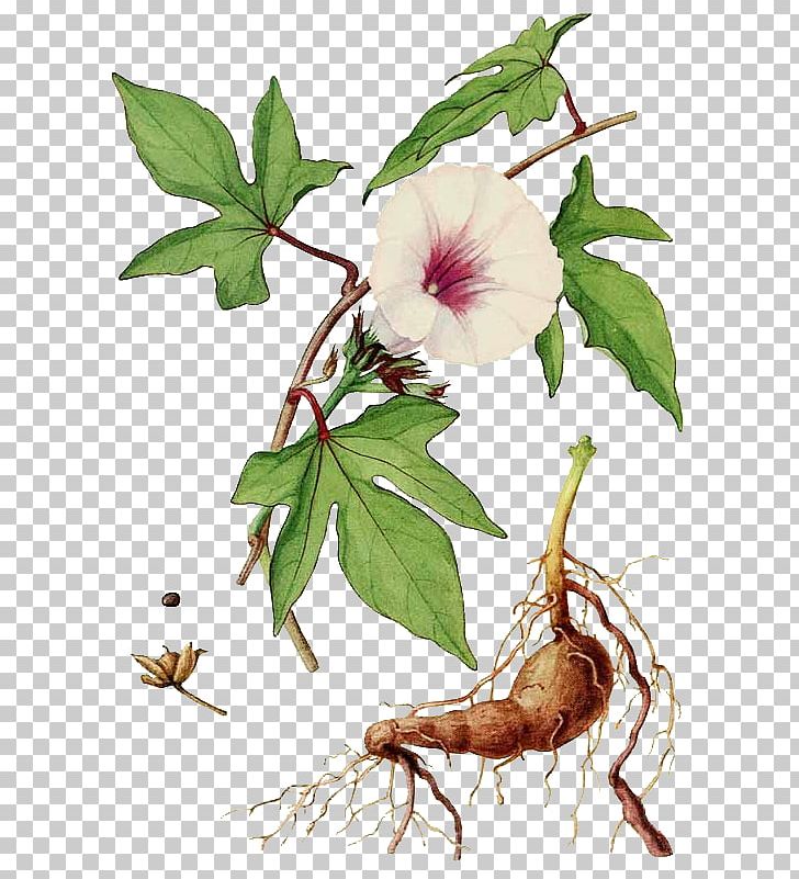 Sweet Potato Botany Morning Glory Embryophyta PNG, Clipart, Botanical Illustration, Botany, Branch, Cinnamomum Verum, Common Guava Free PNG Download