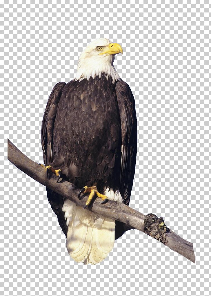 Bald Eagle Bird Hawk Feather PNG, Clipart, Accipitriformes, Animals, Bald Eagle, Beak, Bird Free PNG Download
