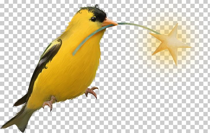 Bird Beak Portable Network Graphics Pigeons And Doves PNG, Clipart, Animal, Animals, Beak, Bird, Duck Free PNG Download