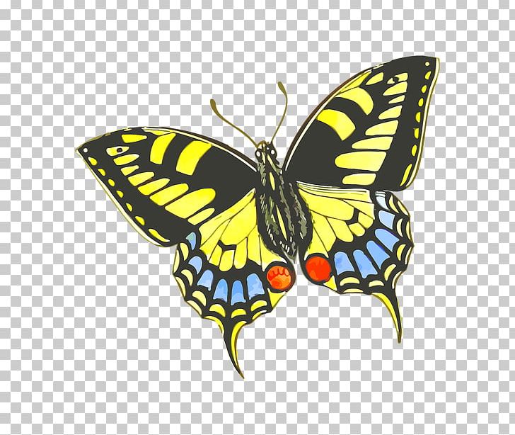 Butterfly Insect Drawing How To Raise Monarch Butterflies: A Step-by-step Guide For Kids PNG, Clipart, Arthropod, Bocek, Brush Footed Butterfly, Butterflies And Moths, Butterfly Free PNG Download