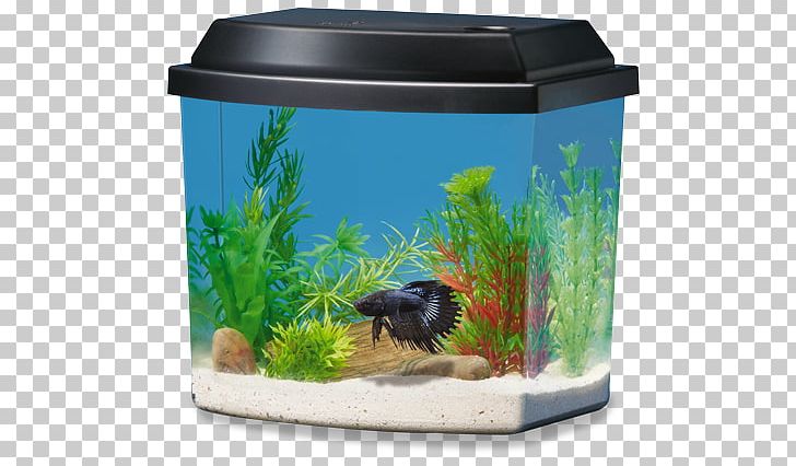Siamese Fighting Fish Ranchu Aquarium PetSmart Heater PNG, Clipart, Aquarium, Aquarium Decor, Aquarium Filters, Decor, Discus Free PNG Download