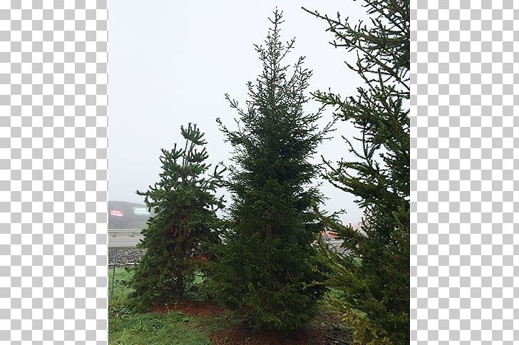 Spruce Fir Pine Larch Tree PNG, Clipart, Biome, Christmas Tree, Conifer, Conifers, Cypress Family Free PNG Download