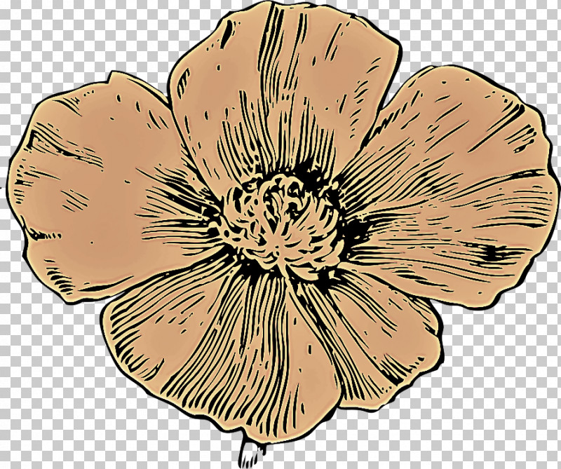 Flower Petal Plant Wildflower Poppy Family PNG, Clipart, Cinquefoil, Flower, Petal, Plant, Poppy Family Free PNG Download