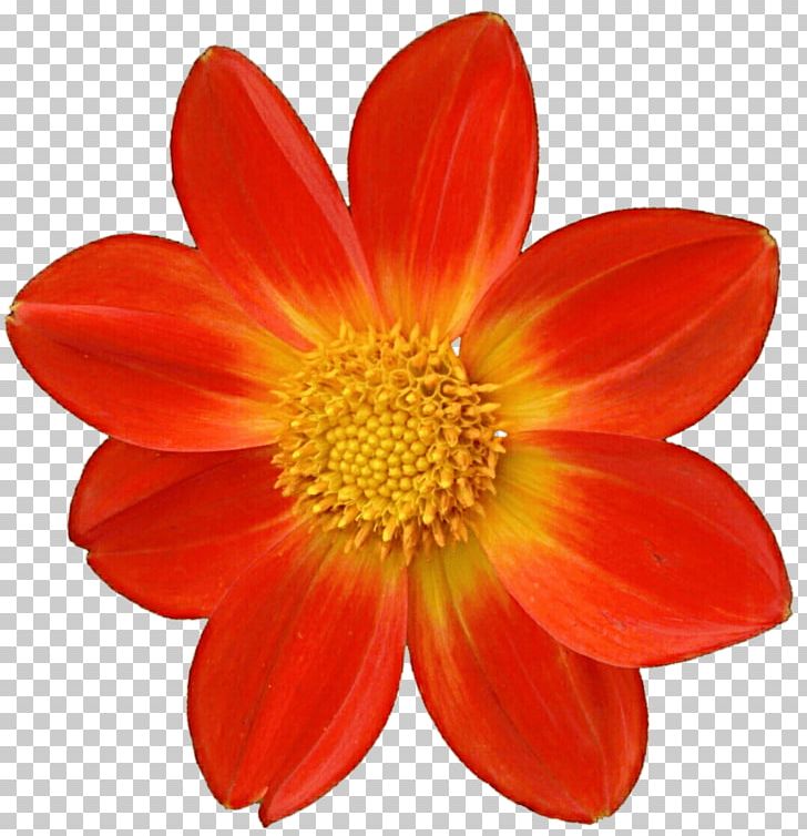 Dahlia PNG, Clipart, Animation, Bbcode, Cut Flowers, Dahlia, Daisy Family Free PNG Download