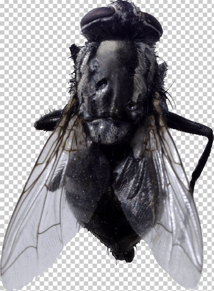 Fly PNG, Clipart, Arthropod, Black And White, Bugs, Document, Download Free PNG Download