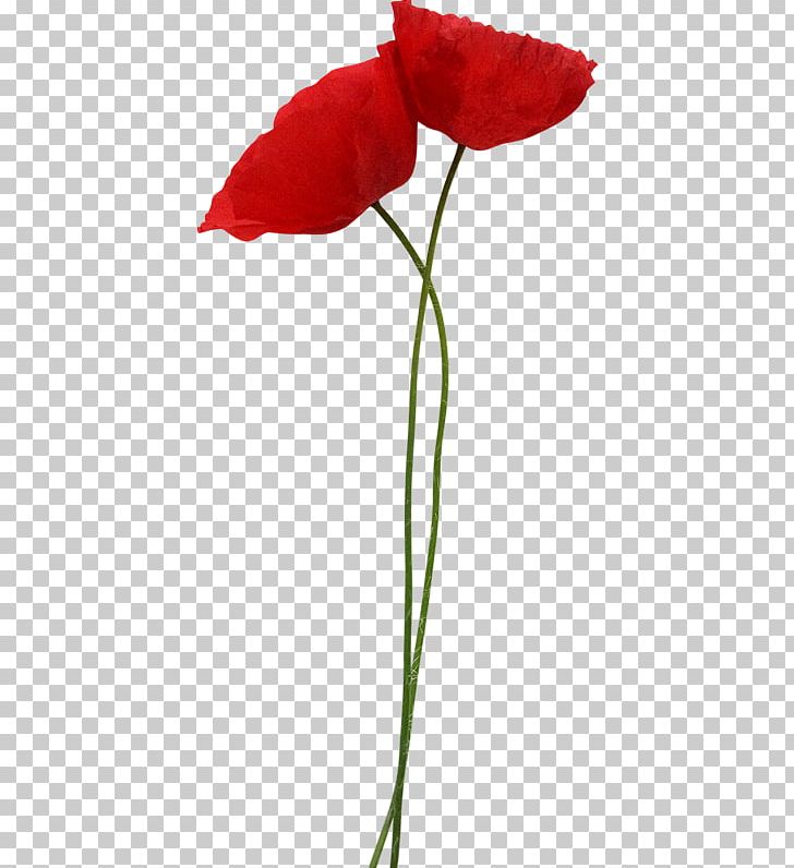 Poppy Flower Red PNG, Clipart, Blume, Cicek Resimleri, Common Poppy, Coquelicot, Cut Flowers Free PNG Download