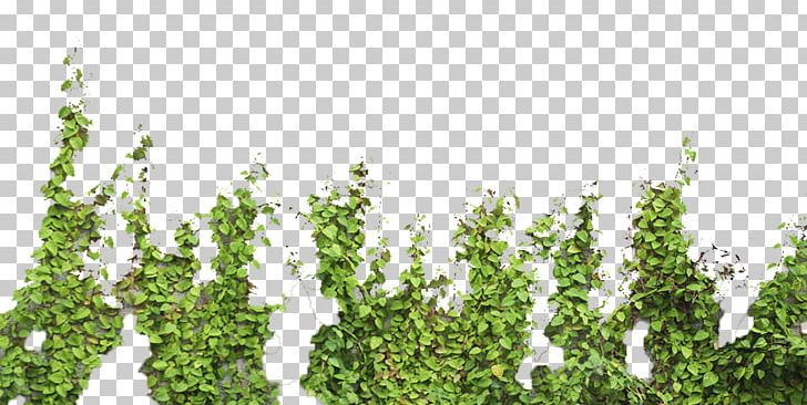 Tree Parthenocissus Tricuspidata PNG, Clipart, Animals, Background Green, Climb, Encapsulated Postscript, Environmental Free PNG Download