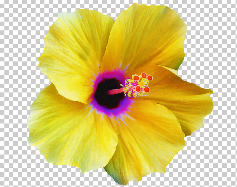 Petal Flower Yellow Hawaiian Hibiscus Hibiscus PNG, Clipart, Chinese Hibiscus, Flower, Hawaiian Hibiscus, Hibiscus, Mallow Family Free PNG Download
