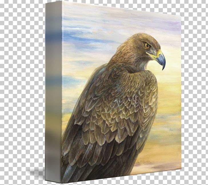 Bird Of Prey Bald Eagle Golden Eagle Accipitriformes PNG, Clipart, Accipitriformes, Animal, Animals, Art, Bald Eagle Free PNG Download