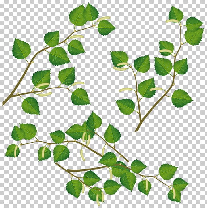 Drawing Birch PNG, Clipart, Animation, Background Green, Birch, Branch, Cartoon Free PNG Download