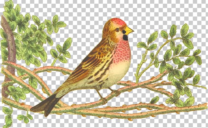 Bird Ortolan Bunting Finch Drawing PNG, Clipart, Animals, Beak, Bird, Bird Clipart, Branch Free PNG Download