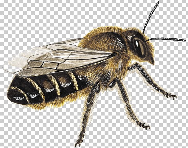 Honey Bee Bumblebee Insect Megachile PNG, Clipart, Arthropod, Bee, Bumblebee, Carpenter Bee, Honey Bee Free PNG Download