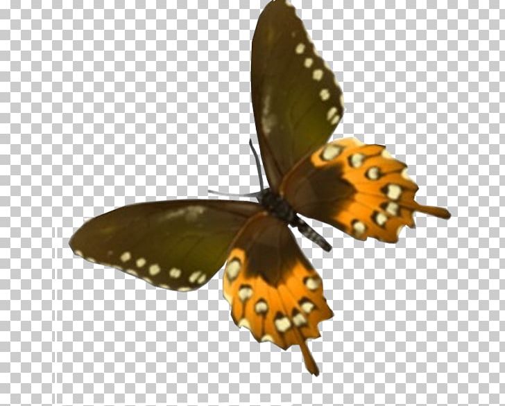 Monarch Butterfly Brush-footed Butterflies Pieridae Moth PNG, Clipart, Arthropod, Baileys Irish Cream, Blog, Brush Footed Butterfly, Butterfly Free PNG Download