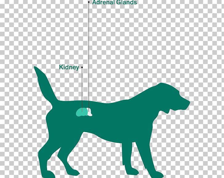 Dog Breed Rottweiler Dog Health Addison's Disease PNG, Clipart,  Free PNG Download