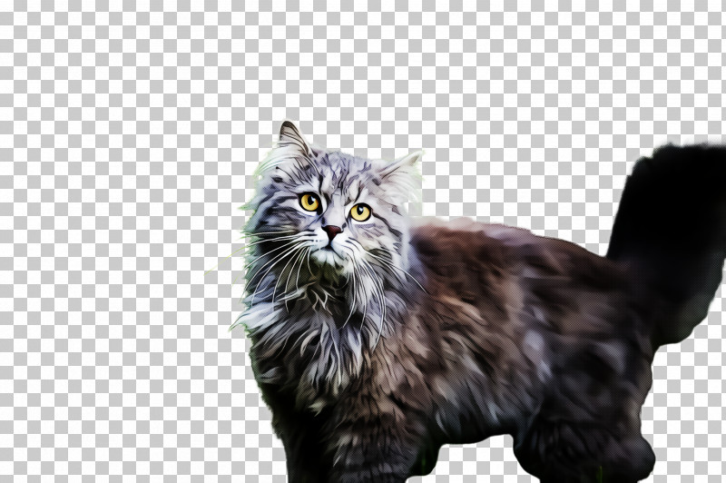 Cat Small To Medium-sized Cats Whiskers Norwegian Forest Cat Domestic Long-haired Cat PNG, Clipart, Cat, Domestic Longhaired Cat, Norwegian Forest Cat, Persian, Small To Mediumsized Cats Free PNG Download