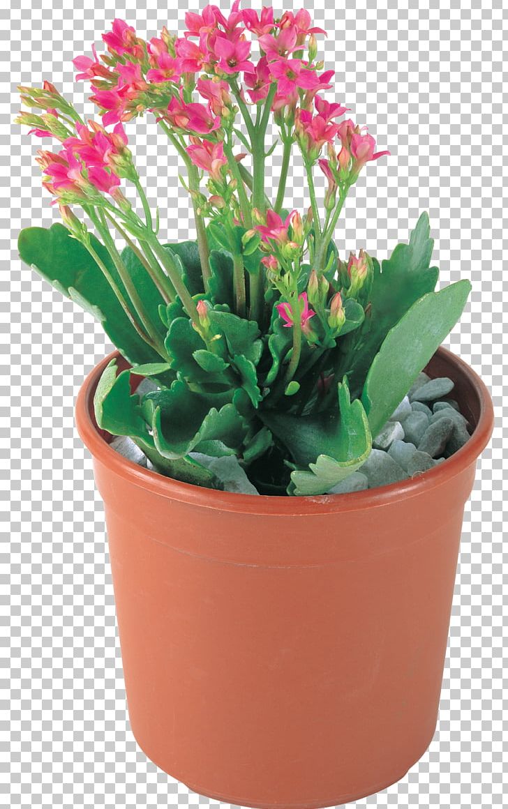 Cut Flowers Flowerpot Pink Plant PNG, Clipart, Cicek, Cut Flowers, Flower, Flowering Plant, Flowerpot Free PNG Download