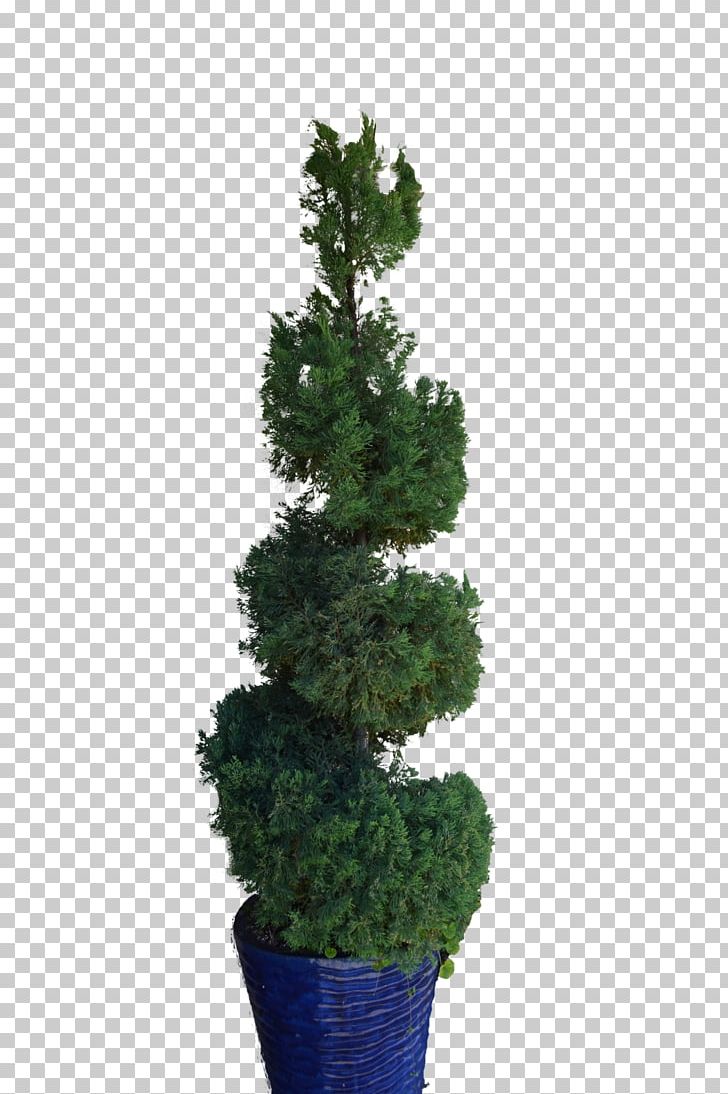 Pine Tree Spruce Fir Flowerpot PNG, Clipart, Branch, Conifer, Conifers, Evergreen, Fir Free PNG Download