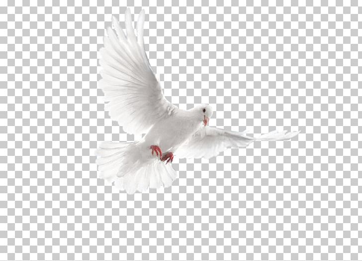 Rock Dove Columbidae Bird PNG, Clipart, Adobe Illustrator, Animals, Beak, Bird, Columba Free PNG Download