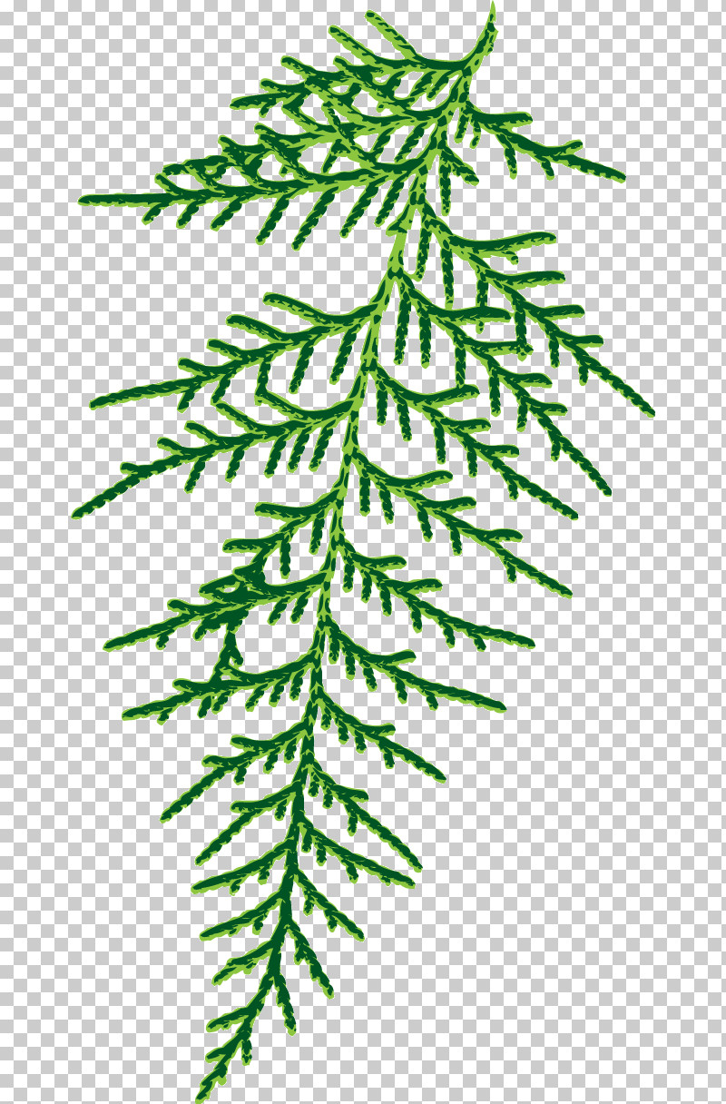 Spruce Plant Stem Leaf Twig Line PNG, Clipart, Biology, Leaf, Line, Meter, Plants Free PNG Download