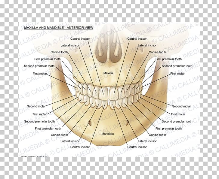 Maxilla Mandible Human Anatomy Mandibular Nerve PNG, Clipart, Anatomy, Angle, Bone, Dental Anatomy, Diagram Free PNG Download