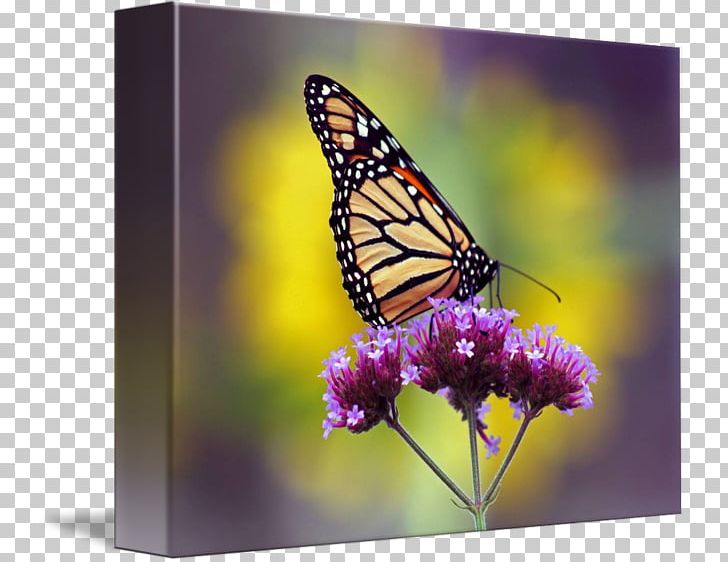 Monarch Butterfly Pieridae Nymphalidae Gallery Wrap PNG, Clipart, Art, Arth, Brush Footed Butterfly, Butterflies And Moths, Butterfly Free PNG Download