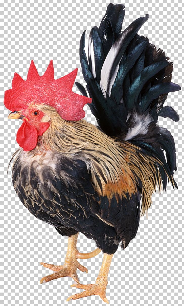 Rhode Island Red Rooster Domestic Pig Cattle Livestock PNG, Clipart, Animal Slaughter, Beak, Bird, Cattle, Chicken Free PNG Download