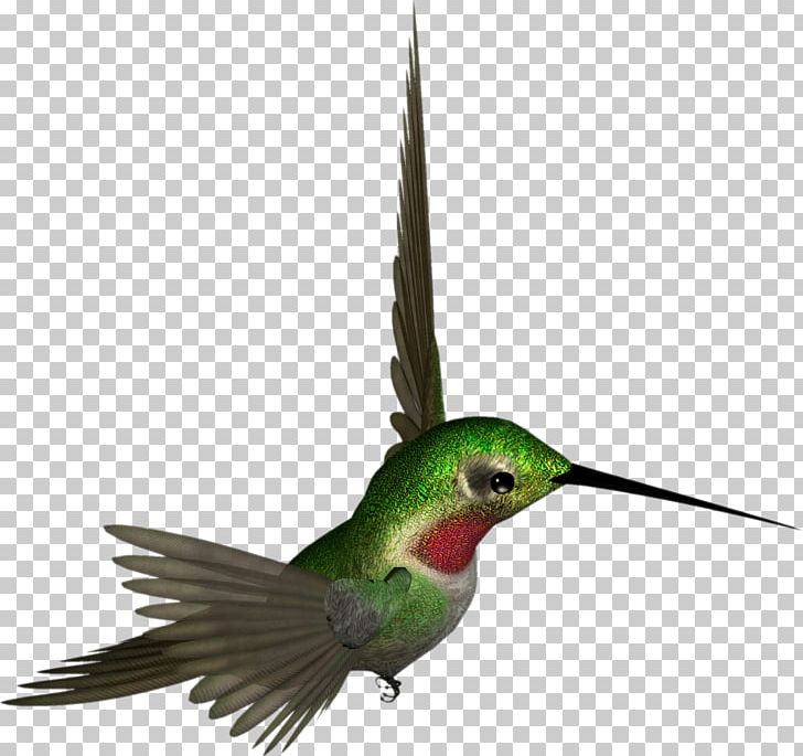 Ruby-throated Hummingbird PNG, Clipart, Animals, Beak, Bird, Clip Art, Desktop Wallpaper Free PNG Download