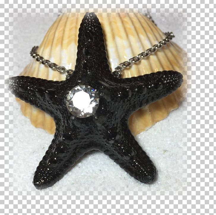 Starfish PNG, Clipart, Animals, Beautiful Starfish, Echinoderm, Invertebrate, Marine Invertebrates Free PNG Download