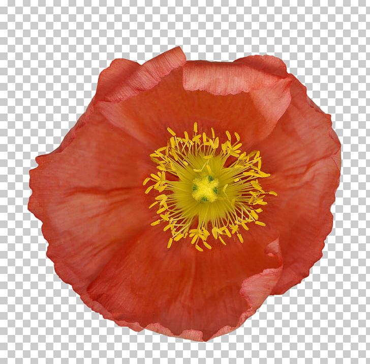 Flowering Plant Petal Pollen The Poppy Family PNG, Clipart, Coquelicot, Flower, Flowering Plant, Nature, Orange Free PNG Download